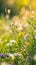 Close up of wildflowers sunlight bokeh effect vibrant meadow natural background