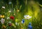 Close up of wildflowers sunlight bokeh effect vibrant meadow natural background