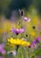 Close up of wildflowers sunlight bokeh effect vibrant meadow natural background