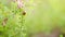 Close-up wildlife of a ladybug. Flowers of a common fumitory fumaria officinalis.