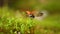 Close-up wildlife of a ladybug in the green grass in the forest