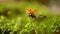 Close-up wildlife of a ladybug in the green grass in the forest