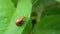 Close up of wildlife of a ladybug on green leaf