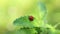 Close up wildlife of a ladybug on a green leaf in the forest.