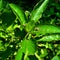 Close up of wildplant and leaves