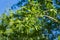 Close-up of Willow oak Quercus phellos green foliage under autumn sun against the background of blue clear sky