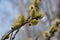 A close-up of a willow sprig blooming with yellow fluffy flowers.