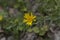 close-up: willowleaf yellowhead in the forest