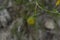 close-up: willowleaf yellowhead in the forest
