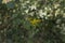 close-up: willowleaf yellowhead in the forest