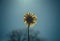 close-up of wilted dandelion against sky