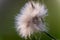 Close up of wilted dandelion flower