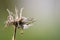 Close up of wilted dandelion flower