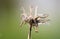 Close up of wilted dandelion flower