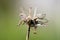 Close up of wilted dandelion flower