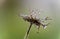 Close up of wilted dandelion flower