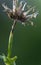 Close up of wilted dandelion flower