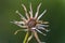 Close up of wilted dandelion flower