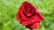 Close-up of a wilted red rose outdoors on a summer day. dry dying flower in the garden. The plant died from drought. selective foc