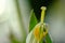 Close up of a wilted tulip that has lost its petals