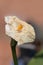 Close-up of a wilted Zantedeschia aethiopica flower, or cala