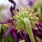 Close-up of a wilting flower stem and sepals.