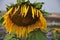 Close-up of a wilting sunflower