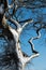 Close up of a wind blown snow covered tree against a blue sky