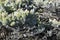 Close-up of windswept coastal vegetation