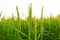 Close up of windy green rice ears with grains. Rice is the main agriculture and feeding resource for a big part of world