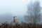 Close up of winter bracken outside on a moody winters day. Still life selective focus, artistic blur and space for message