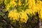 Close up winter flowering yellow wattle