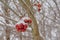 Close up of Winterberries on bare tree twigs covered in snow - Ilex verticillata