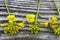 Close up of Wintercress Barbarea vulgaris Brassicaceae