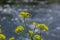 the Close up of Wintercress Barbarea vulgaris Brassicaceae. Selective focus.flower of Land cress, Barbarea verna.Yellow