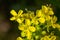 the Close up of Wintercress Barbarea vulgaris Brassicaceae. Selective focus.flower of Land cress, Barbarea verna.Yellow