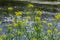 the Close up of Wintercress Barbarea vulgaris Brassicaceae. Selective focus.flower of Land cress, Barbarea verna.Yellow