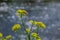 The Close up of Wintercress Barbarea vulgaris Brassicaceae. Selective focus.flower of Land cress, Barbarea verna.Yellow spring