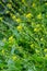 The Close up of Wintercress Barbarea vulgaris Brassicaceae. Selective focus.flower of Land cress, Barbarea verna.Yellow spring