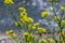 The Close up of Wintercress Barbarea vulgaris Brassicaceae. Selective focus.flower of Land cress, Barbarea verna.Yellow spring