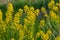 the Close up of Wintercress Barbarea vulgaris Brassicaceae. Selective focus.flower of Land cress, Barbarea verna.Yellow spring