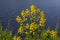 the Close up of Wintercress Barbarea vulgaris Brassicaceae. Selective focus.flower of Land cress, Barbarea verna.Yellow spring