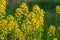 the Close up of Wintercress Barbarea vulgaris Brassicaceae. Selective focus.flower of Land cress, Barbarea verna.Yellow spring