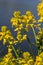 the Close up of Wintercress Barbarea vulgaris Brassicaceae. Selective focus.flower of Land cress, Barbarea verna.Yellow spring