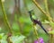 Close-up of the Wire-crested Thorntail