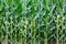 Close-up of a Wisconsin cornfield in late July