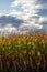 Close-up of a Wisconsin cornfield with sunlight cast on it