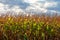 Close-up of a Wisconsin cornfield with sunlight cast on it