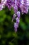 Close up of wisteria flowers on green out of focus background.