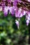 Close up of wisteria flowers on green out of focus background.